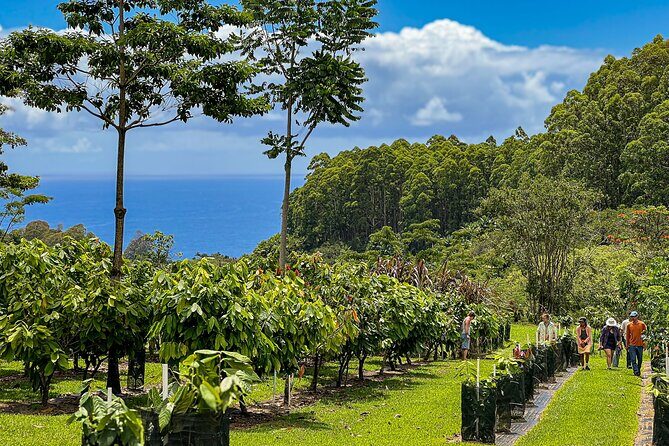 10 Bar Hawaiian Craft Chocolate Tasting Experience - Honolii Orchards open-air tasting room: views you’ll remember