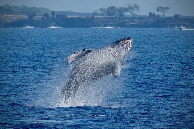 2.5-Hour Whale Watching On A 41' Super-Raft - Quick hits for this Kailua-Kona whale watch