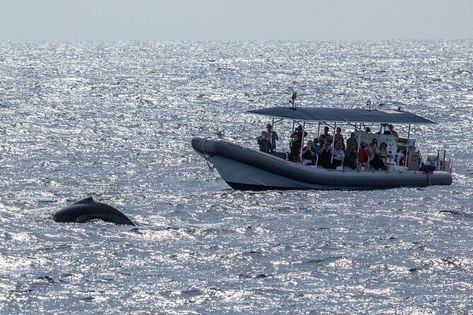 2.5-Hour Whale Watching On A 41' Super-Raft - Naturalist on Board in English: Why the Talk Changes Everything