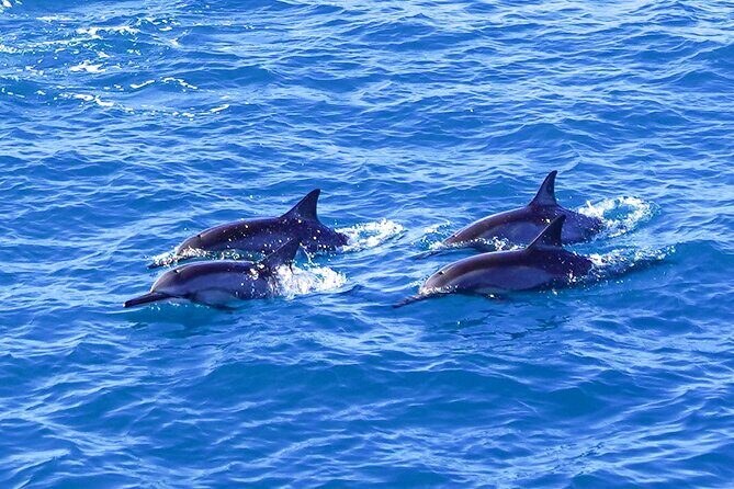 2 Hour Big Island Dolphin Watching and Sea Turtle Snorkel Tour - Snorkeling gear and optional wet suits (what’s included)
