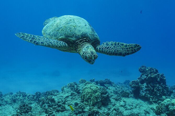 2 Hour Big Island Dolphin Watching and Sea Turtle Snorkel Tour - Snacks, water, and BYOB rules on the boat