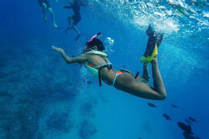 2 Hour Big Island Dolphin Watching and Sea Turtle Snorkel Tour - Price and value: is $88 for 2 hours a good deal?