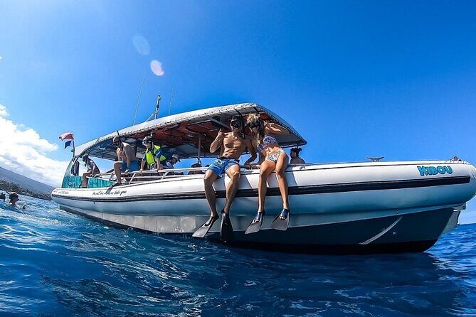 2 Hour Big Island Dolphin Watching and Sea Turtle Snorkel Tour - Who this tour suits best on the Big Island