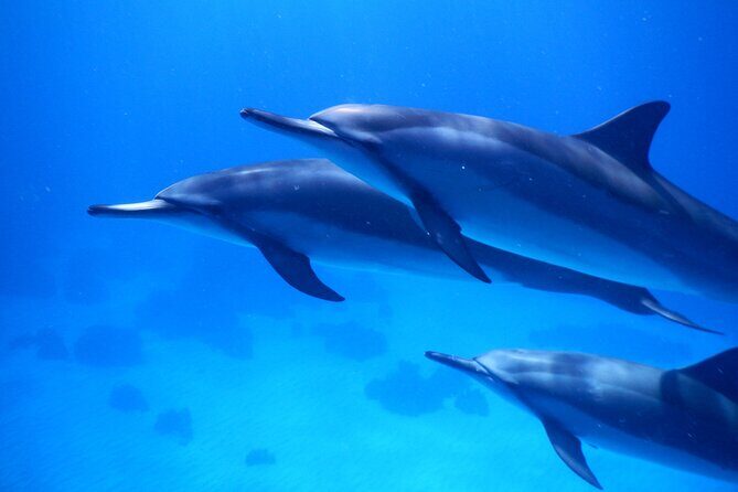 2-Hour Dolphin Watching and Double Reef with Snorkel in Hawaii - Key things I’d plan around