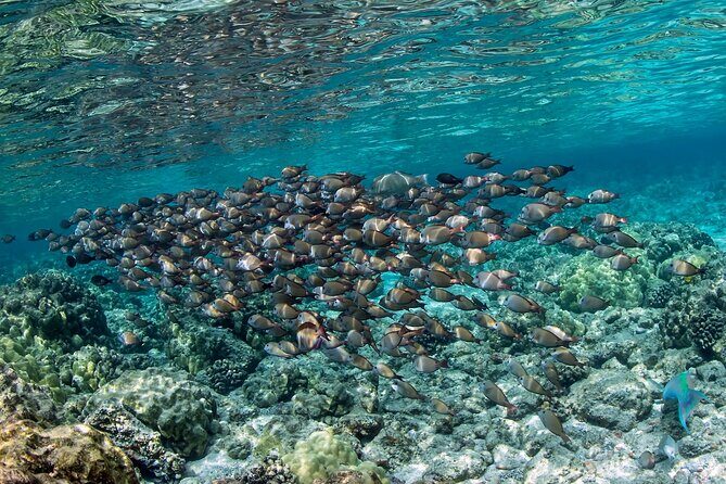 2-Hour Dolphin Watching and Double Reef with Snorkel in Hawaii - Who This Tour Fits (and Who Might Skip It)