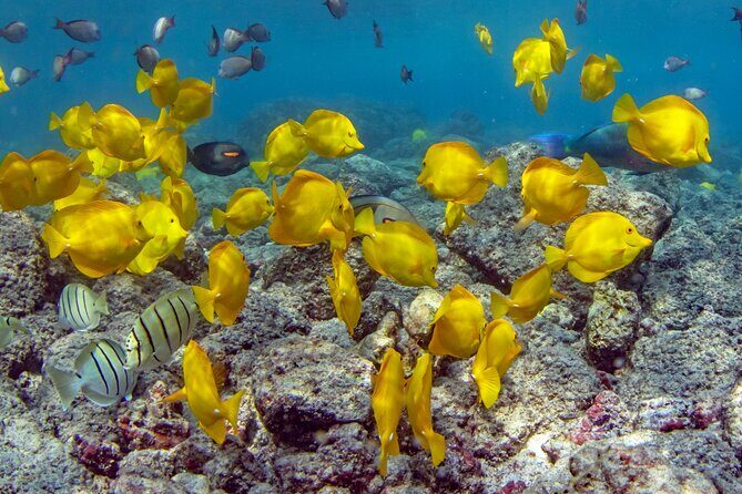 2-Hour Dolphin Watching and Double Reef with Snorkel in Hawaii - Snorkel Gear, Snacks, and Drinks That Make It Feel Effortless
