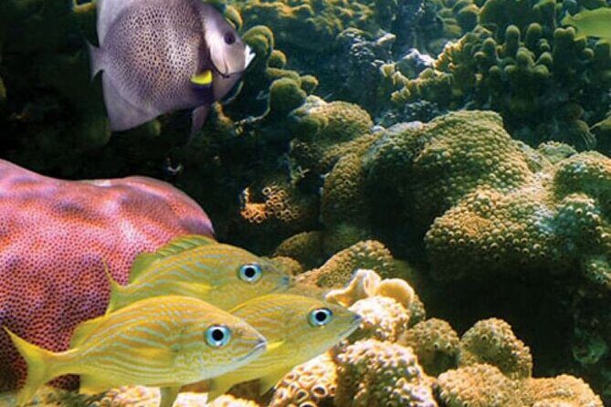 2-Hour Mauna Kea One Stop Sealife Snorkel Adventure - Who this tour fits best
