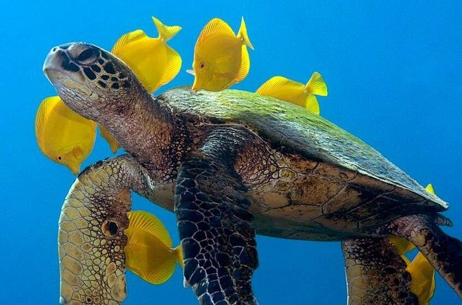 2-Tank Daytime Scuba Dive Boat Trip - Price and Value: What $228.42 Buys You in Real Terms