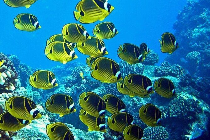 2 Tank Shore Dive at Sea Turtle Cove - Getting to Leleiwi Beach Park and Your Check-In Morning