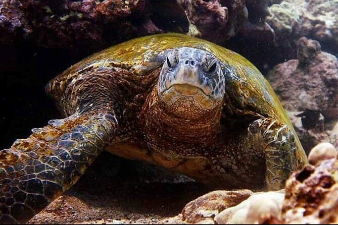 2 Tank Shore Dive at Sea Turtle Cove - Safety Rules You Must Plan Around (Certification and Altitude)