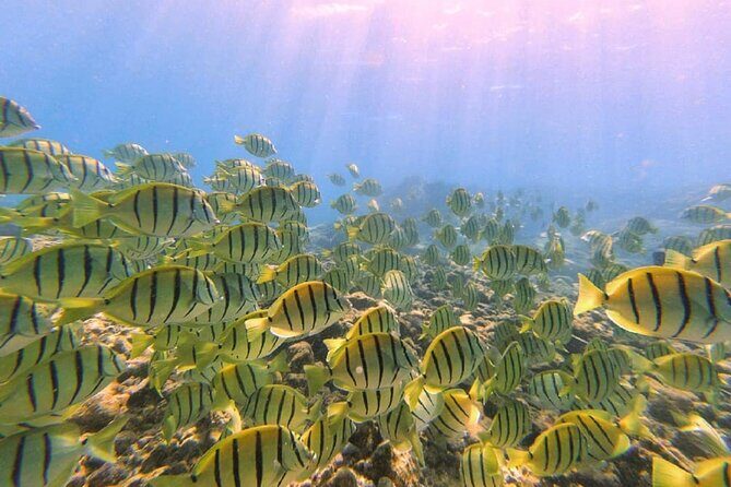 2 Tank Shore Dive at Sea Turtle Cove - Should You Book This Two-Tank Scuba Shore Tour?