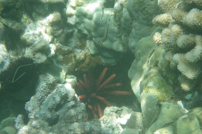 3.5 Hour Kailua-Kona Ocean Kayak and Snorkel Tour - Cliff Jumping: Optional Adrenaline, Not a Requirement
