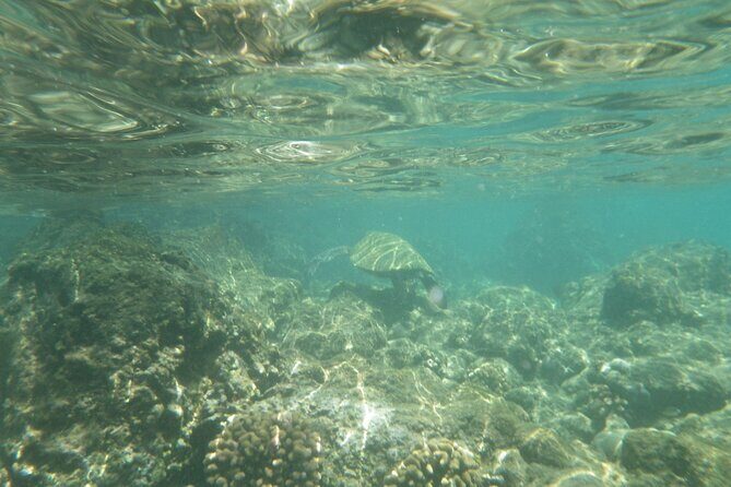 3.5 Hour Kailua-Kona Ocean Kayak and Snorkel Tour - Price and Value: What $99 Buys You on the Water