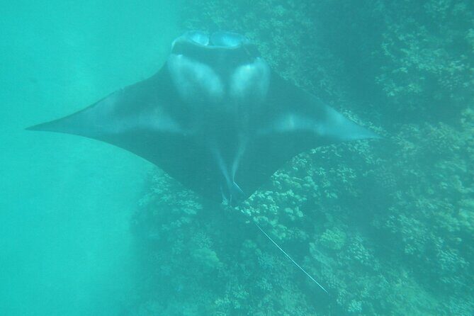 3.5 Hour Kailua-Kona Ocean Kayak and Snorkel Tour - Who Should Book This (and Who Might Not Love It)