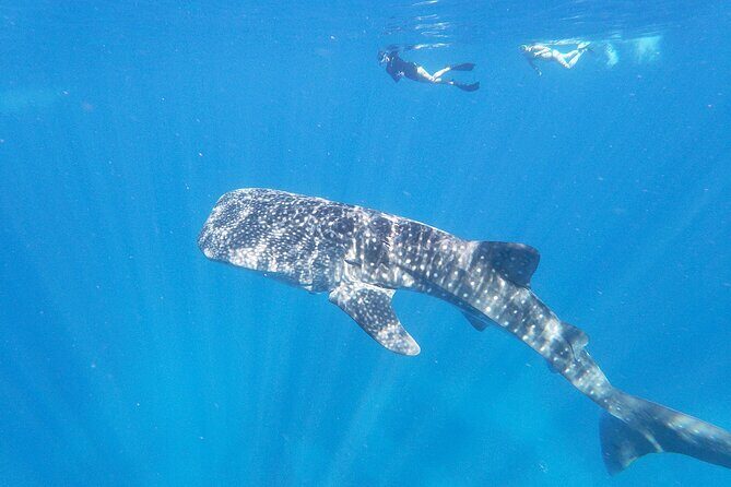 3-Hour Luxury Private Custom Charter - Whale watching and dolphin or turtle encounters: how to think about spotting