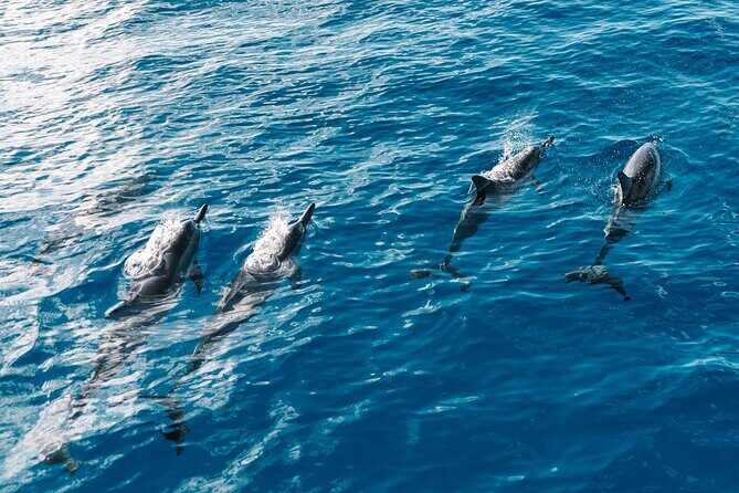 4 Hour Big Island Dolphin Watch Boat Tour, Snorkeling & BBQ Lunch - Speedboat Views Along Kona’s Coast (and Why the 9:30am Start Helps)