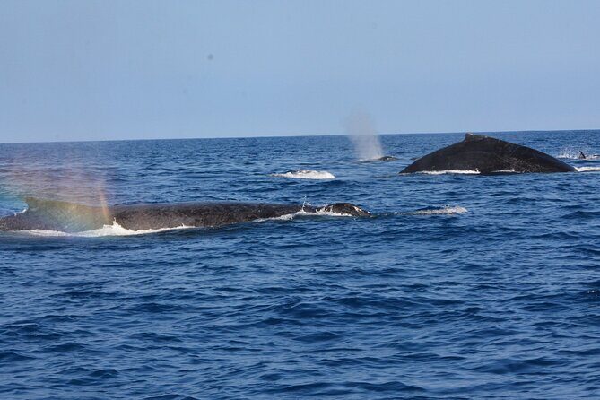 4-Hour Kona Private Charter - What Jason-and-Crew Style Adds to the Day