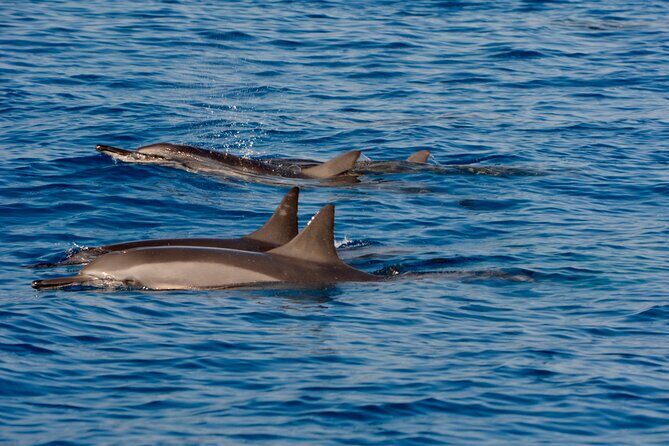 4-Hour Kona Private Charter - Weather, Sea Conditions, and Realistic Expectations