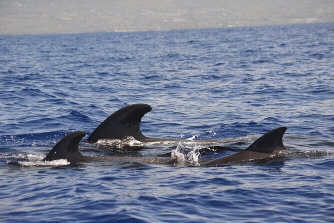 4-Hour Kona Private Charter - Stop 1 in Kailua-Kona: Coast Views and Set-Up for Snorkeling