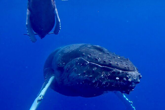 4-Hour Private Charter Adventures in Kona Coast - Kona coast, minus the crowd circus
