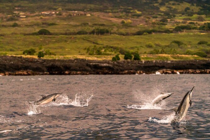 4 Hour Super-Raft Snorkeling Experience in Kailua-Kona - Why the 41-foot Super-Raft style works so well in Kona