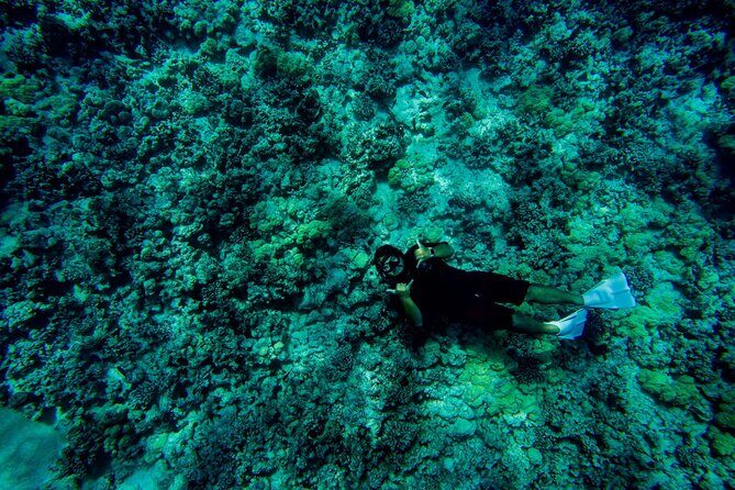 4 Hour Super-Raft Snorkeling Experience in Kailua-Kona - Stop 3: Kealakekua Bay snorkeling and what to focus on underwater