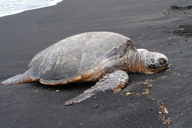 5 Hour Custom Private Tour of Hawaii - Onomea Bay: Ocean Views and an Optional River-to-Sea Moment