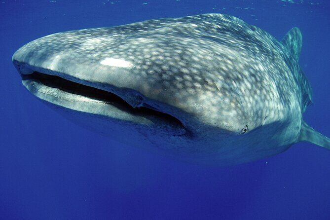 5-Hour Kona Private Boat Charter - Why a 5-hour private Zodiac charter works in Kona