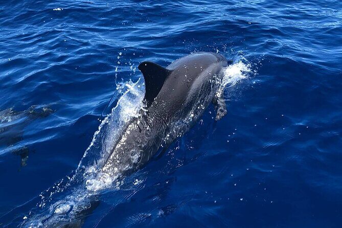 6 Hour Private Charter in Kona - Key highlights you’ll care about