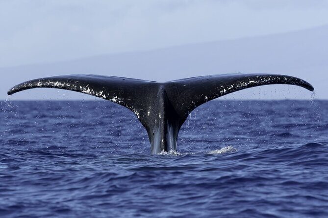 6 Hour Private Charter in Kona - Honokōhau Marina: where your Kona private day actually starts