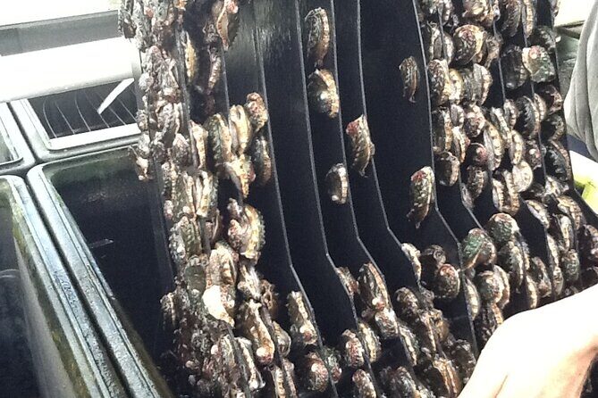 Abalone Farm Tour - Guides who make the farm talk stick