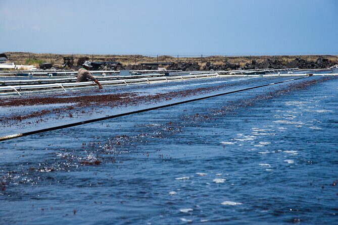Abalone Farm Tour - The food truck option: add lunch without leaving the story