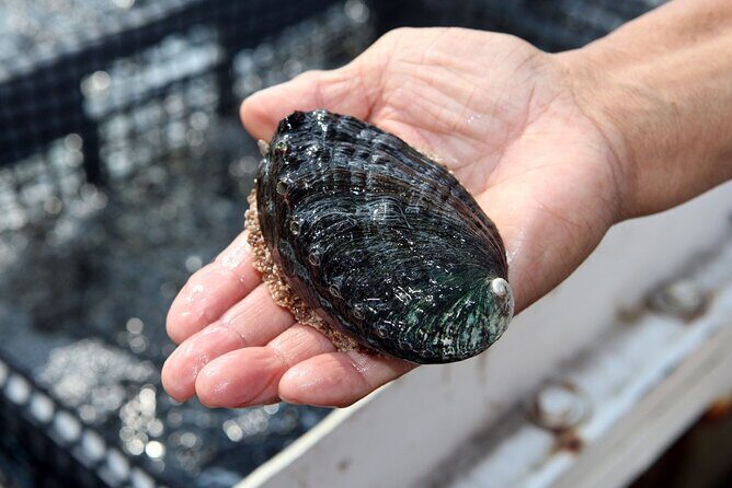 Abalone Farm Tour - Meeting at 73-357 Makako Bay Dr and the hour-long pace