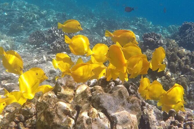 Afternoon Ali'i Adventure - Wildlife Moments: What the Crew Is Good at Spotting