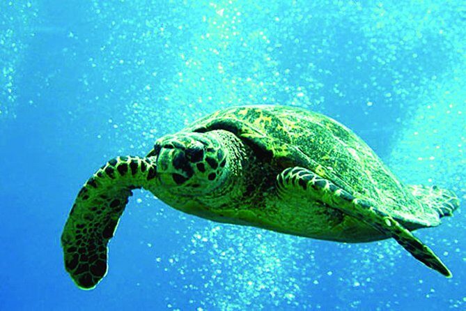 Afternoon Tradewind Sail from Waikoloa - Wildlife spotting: the right expectations