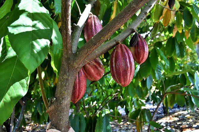 Award Winning Farm Tour: Coffee, Chocolate and Unique Gifts - Award-Winning Chocolate Tastings: Cacao Lessons You Can Smell