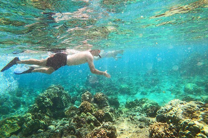 Beach Snorkel - Sea Turtle and Black Sand Lagoon - Key things to know before you go