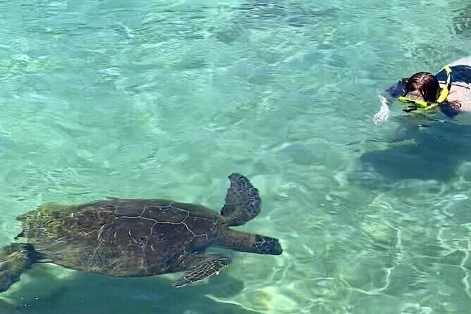 Beach Snorkel - Sea Turtle and Black Sand Lagoon - Stop #1 and Stop #2: What Changes Between the “Smaller” and “Bigger” Waters