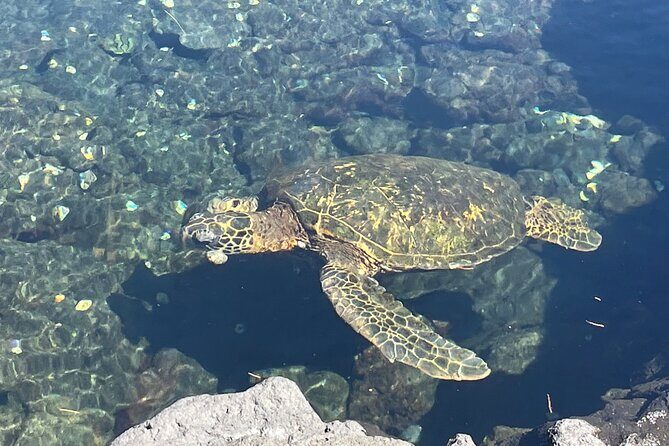 Beach Snorkel - Sea Turtle and Black Sand Lagoon - Gear, Instruction, and Snacks: The Stuff That Makes or Breaks Day-of Comfort
