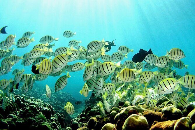 Beach Snorkel - Sea Turtle and Black Sand Lagoon - Value Check: Is $153.85 Worth It for Shore Snorkeling Near Hilo?
