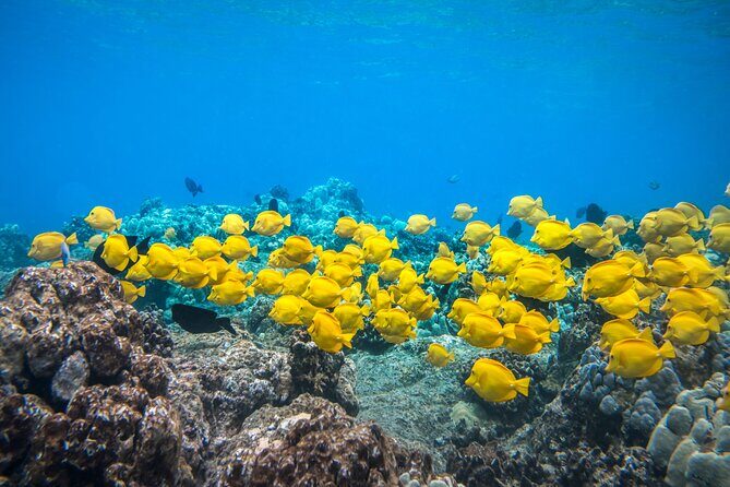 Best Coral Reef Snorkel Tour in Kona - Protected Marine Sanctuary - Kealakekua Bay in a Protected Sanctuary: Why This Reef Feels Worth the Time