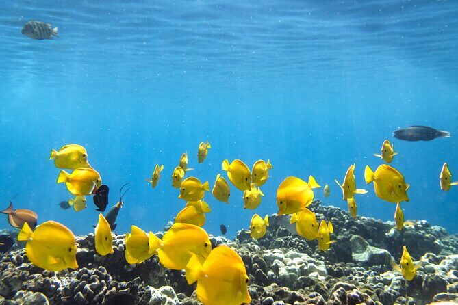 Best Coral Reef Snorkel Tour in Kona - Protected Marine Sanctuary - The Small-Boat Advantage: Max Six Passengers, Max 14 on Board