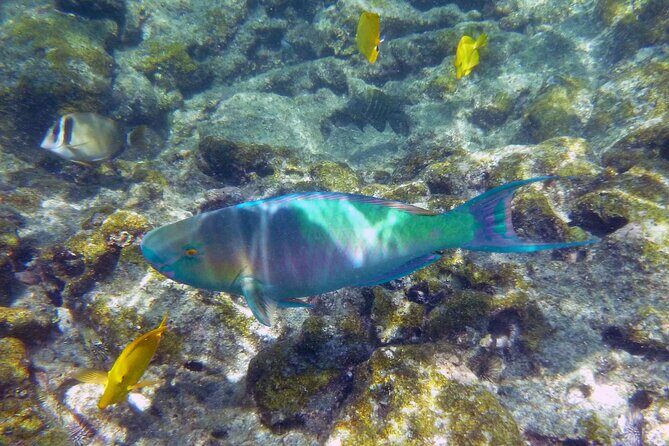 Best Coral Reef Snorkel Tour in Kona - Protected Marine Sanctuary - Stop 2: Captain Cook Monument—Scenery and Stories While You Stay in the Water