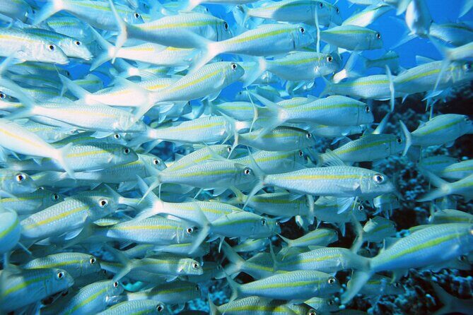 Best Coral Reef Snorkel Tour in Kona - Protected Marine Sanctuary - Marine Life Encounters: What to Expect Without Guessing Games