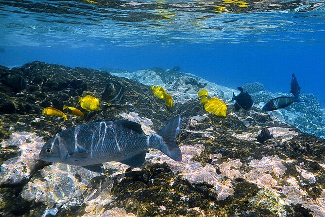 Best Coral Reef Snorkel Tour in Kona - Protected Marine Sanctuary - Who Should Book This and Who Should Skip It