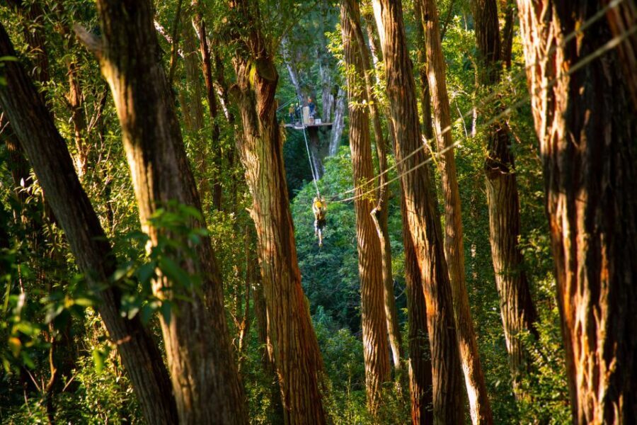Big Island: 3-Hour Kohala Canopy Zipline Adventure - Clothing rules and weight limits: don’t let logistics ruin your day