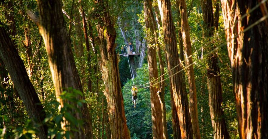 Big Island: 3-Hour Kohala Canopy Zipline Adventure - Should you book this Kohala canopy zipline?