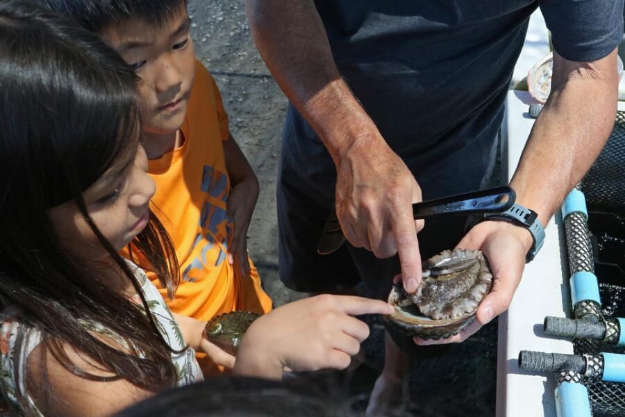 Big Island: Abalone Farm Guided Tour with Tasting - A Small Extra Tip If You Want More Than the Tour