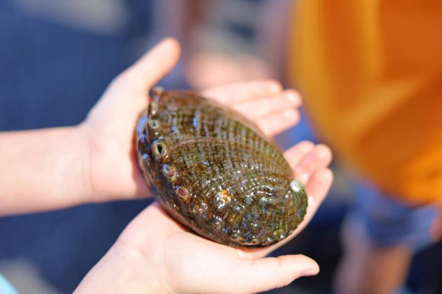 Big Island: Abalone Farm Guided Tour with Tasting - Dulse Seaweed Tanks: The Superfood Detail That Explains the Flavor