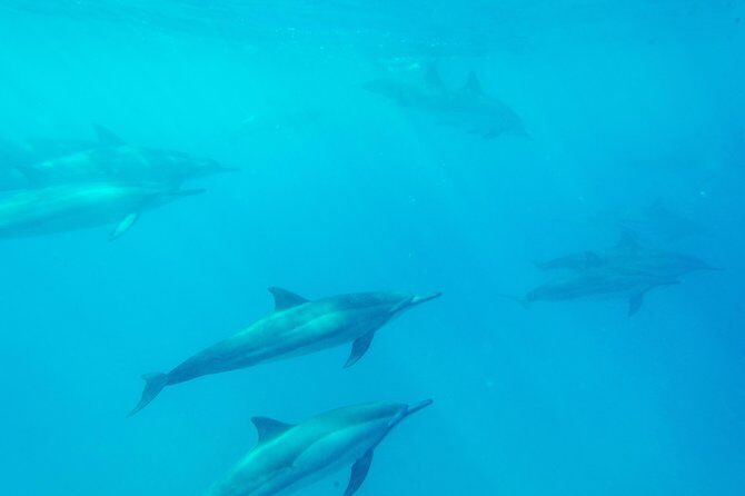 Big Island: Captain Cook Snorkel On A Power Catamaran With Lunch - Stop 2: Kealakekua Bay Snorkeling Time and What Makes It Worth It